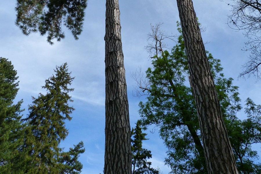 Treat Vertigo at Home with Standard Process Catalyn View of Trees Going Upward
