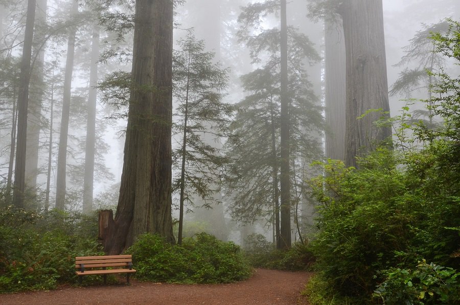 Killer National Parks in California View of Redwoods in a National Park