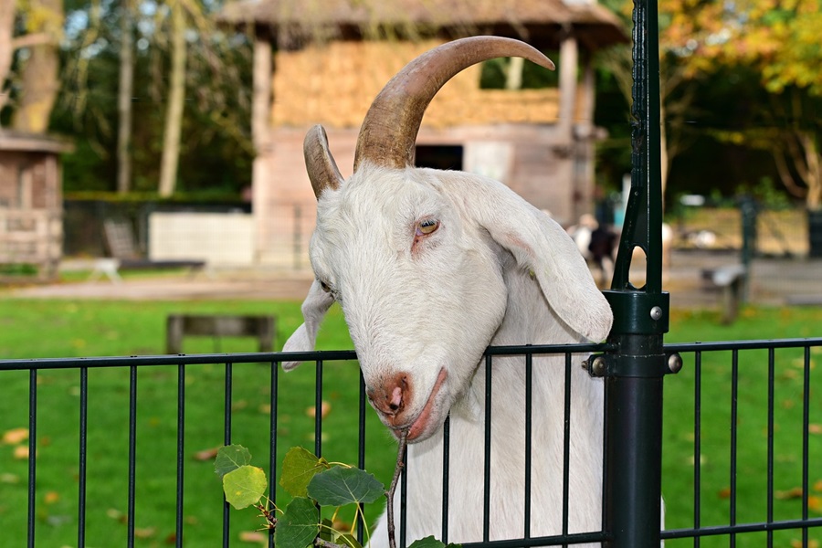 Family Things to do in Orange County Close Up of a Goat with a Its Head Over a Fence