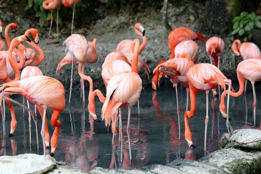 Family Things to do in Orange County View of Flamingos Standing in Shallow Water