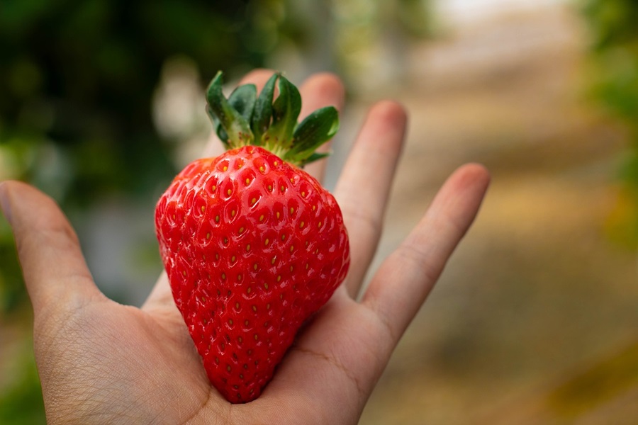 Family Things to do in Orange County Close Up of a Strawberry in a Person's Hand