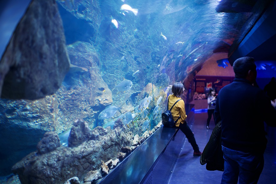 Things To Do in Los Angeles for Families a Woman Leaning Against a Tank in an Aquarium