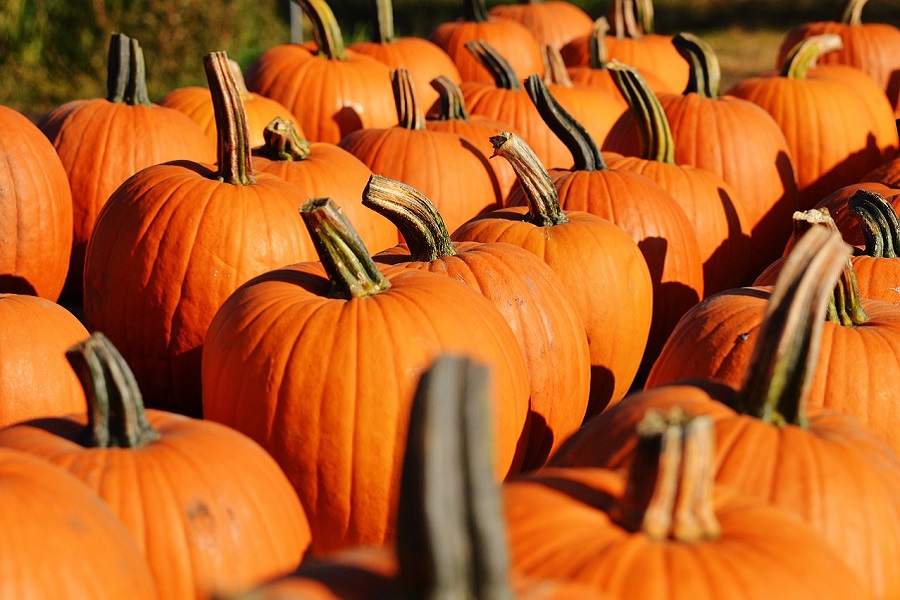 Free DIY Pumpkin Stencils Close Up of Pumpkins in Rows Outside