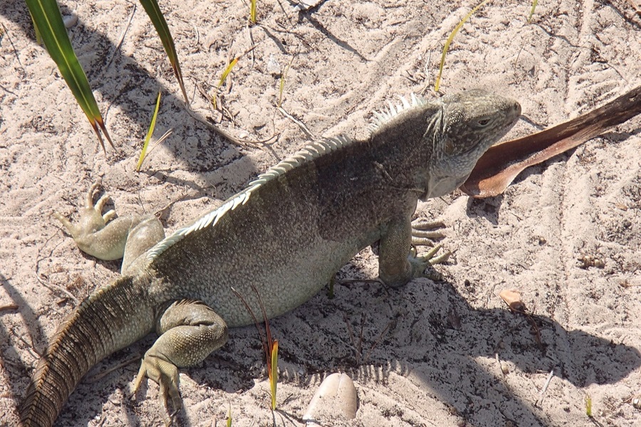 Random Facts About Turks and Caicos Close Up of a Bearded Dragon on Sand