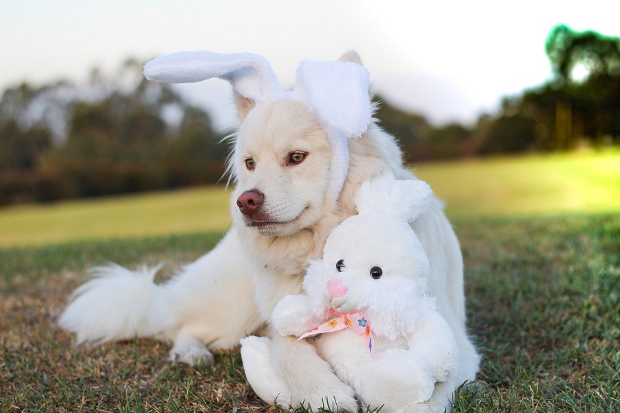 Easter Appetizers a Dog Laying in a Field with a Stuffed Rabbit and a Fluffy Rabbit Earband