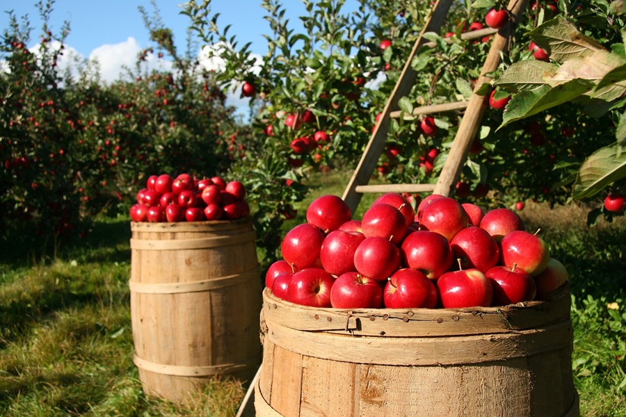 Slimming Foods To Eat Barrels of Apples in an Apple Orchard