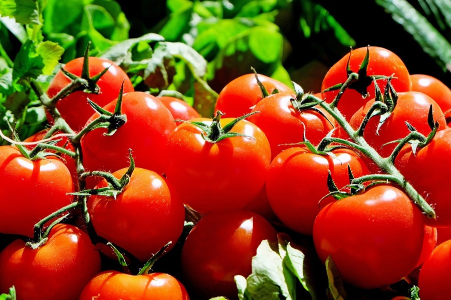 Slimming Foods To Eat Close Up of Tomatoes