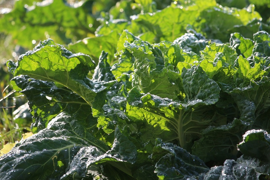 Slimming Foods To Eat Close Up of Kale