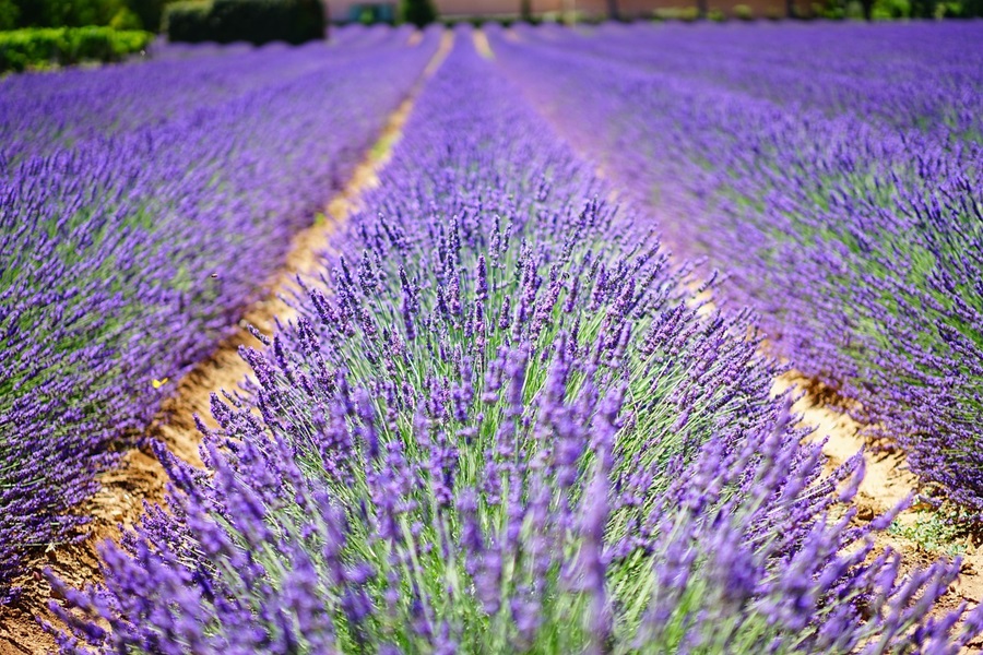8 Fun Things to do in Delaware Rows of Lavender in a Garden