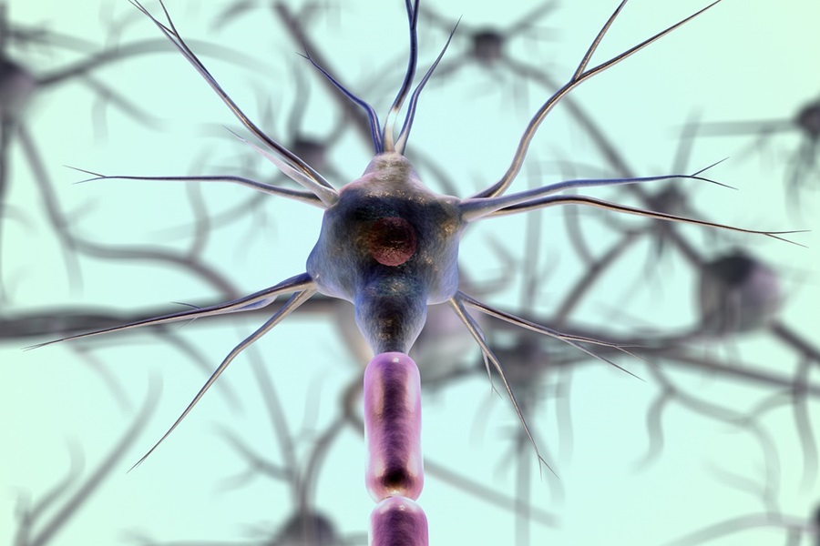 Standard Process Calcium Lactate a Neuron of the Nervous System