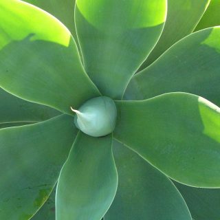 Knowing tequila facts for your health will help you enjoy your margaritas and tequila cocktails even more! #tequila #health #happyhour | How Healthy is Tequila | Can Tequila be Healthy | Is Tequila Good for You