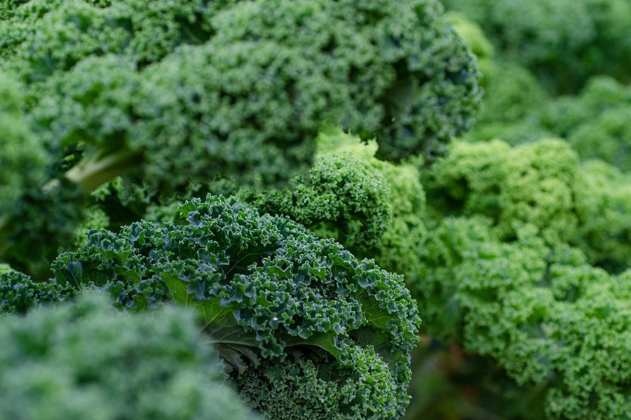 2B Mindset Salt and Pepper Kale Chips Recipe for Healthy Close Up of Kale
