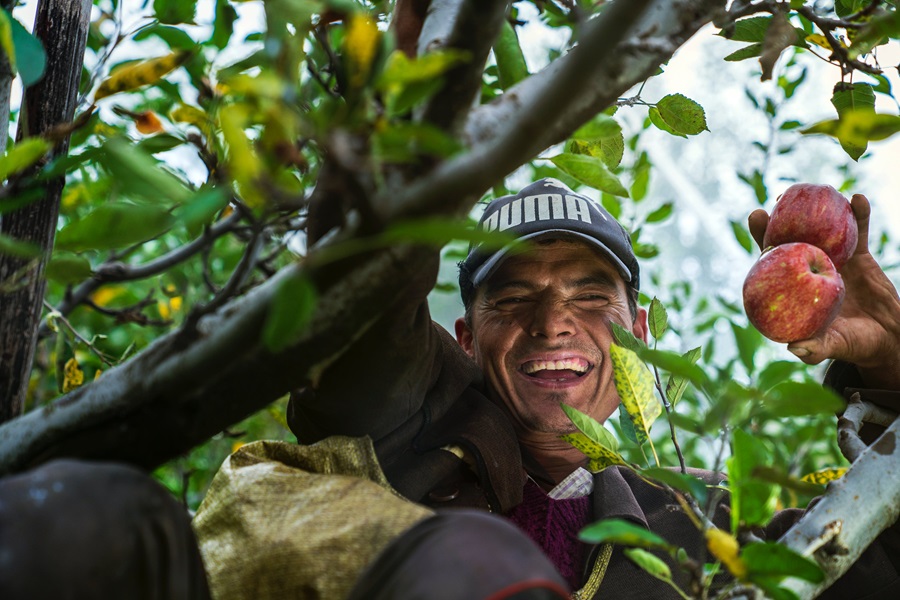 Standard Process Thymex a Man in a Tree Picking Fruit