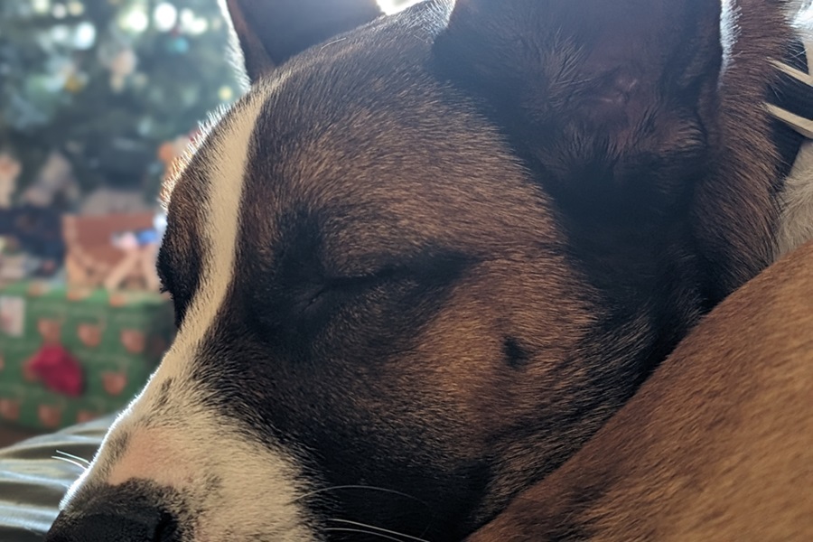 Standard Process Thymex Close Up of a Sleeping Dog