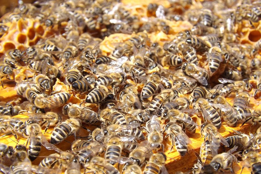 How to Get Through Hunger When Fasting Close Up Photo of a Hive of Bees