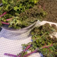 Low Carb Kale Chips Recipe Kale being Cleaned