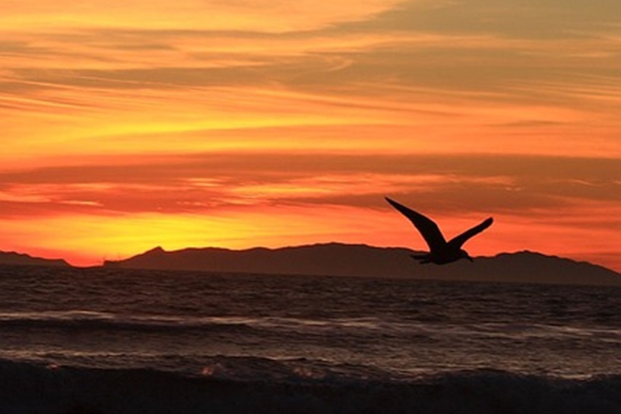 Catalina Island Boating Tips Silhouette of a Seagull Flying Above the Ocean