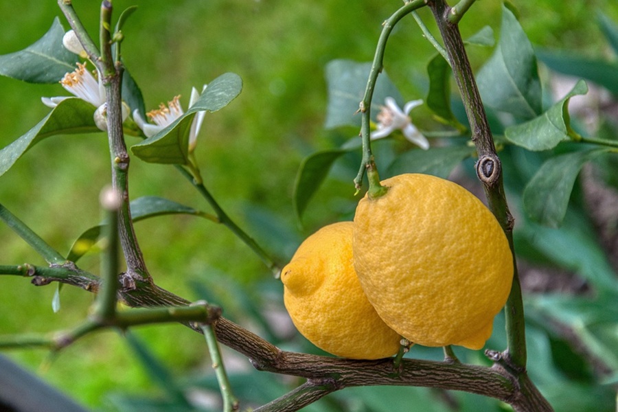 Colorful Margaritas for Spring Two Lemons Growing on a Tree