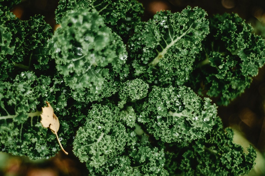 Green Juice Recipe Close Up of Fresh Kale