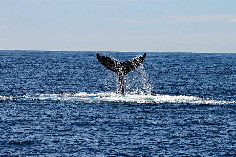 Amazon Echo Show a Whale's Tale Sticking Out of the Ocean