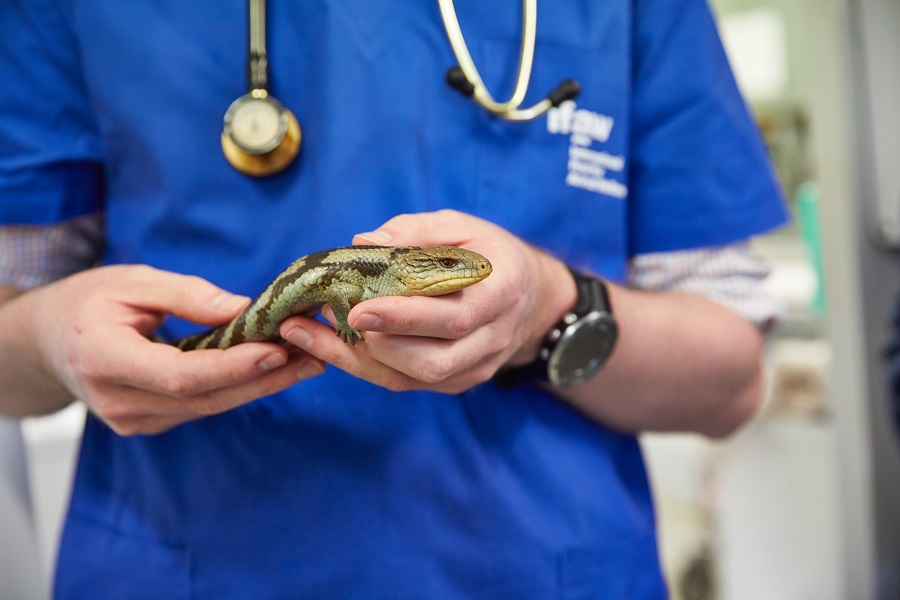 Amazon Echo Show a Veterinarian Holding a Small Reptile