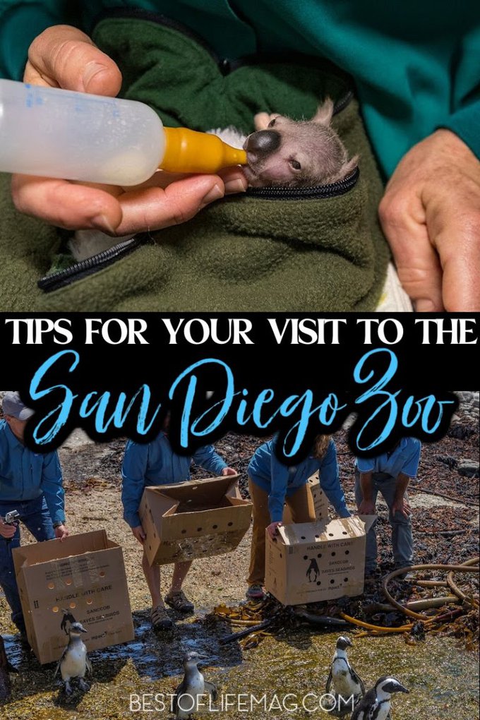 San Diego Zoo Tips for your First Trip Best of Life Magazine