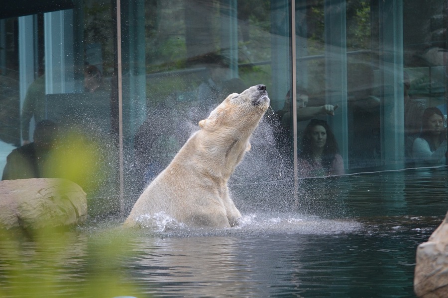 A Polar bear in Water at the San Diego Zoo 