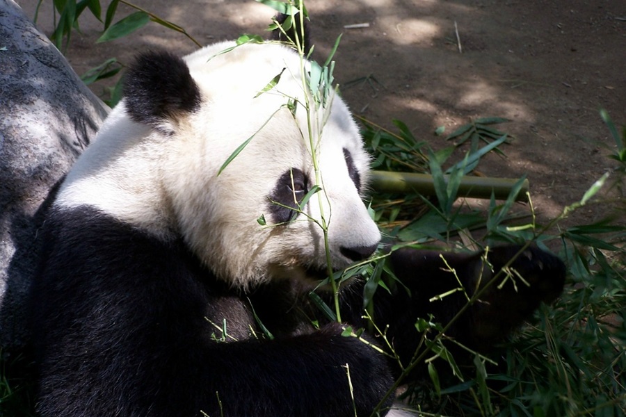 A Panda Eating Bamboo at the San Diego Zoo 