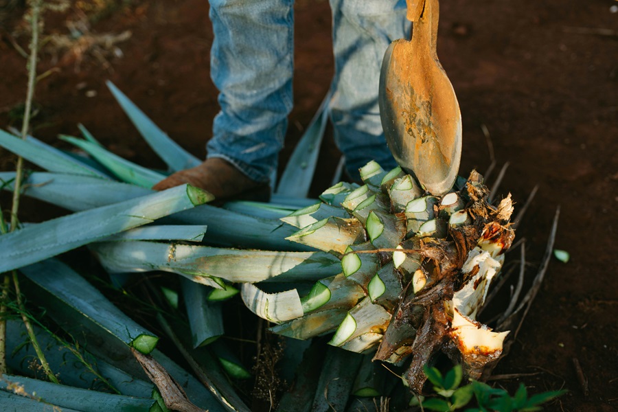 Tequila Facts for your Health Close Up of a Farmer Pulling an Agave Plant form the Ground