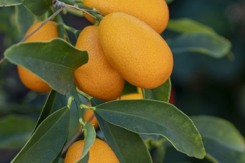 How to Use Kumquats | 30 Recipes with Kumquats - Best of Life Magazine