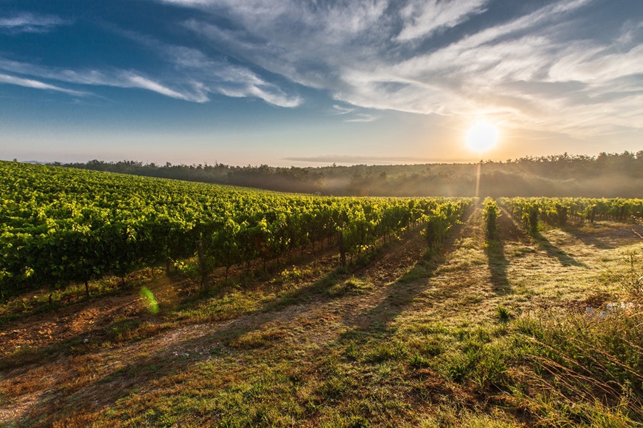 Crockpot Chicken Recipes with Red Wine View of a Vineyard with the Sun Setting Behind It