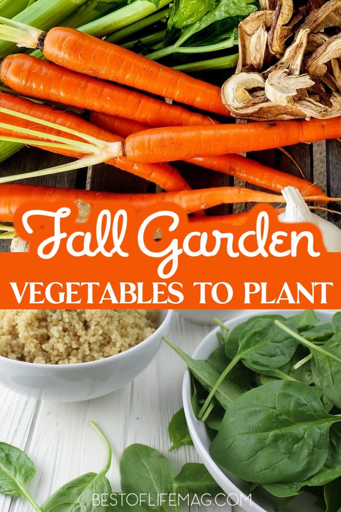 These are the best fall garden vegetables to plant to keep your fall gardens lively and your plates filled with delicious fall veggies from your own garden. Fall Veggies | Fall Garden Tips | What to Grow in Fall | Fall Seasonal Gardens | Seasonal Garden Tips | How to Grow Veggies | Healthy Garden Ideas | Fall Garden Ideas