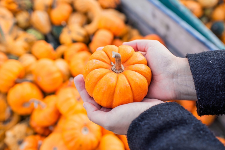 Crockpot Halloween Recipes Close Up of a Small Pumpkin in a Person's Cupped Hands Above a Crate Filled with Small Pumpkins