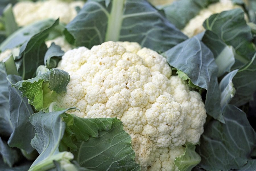 Fall Garden Vegetables to Plant Close Up of Fresh Cauliflower