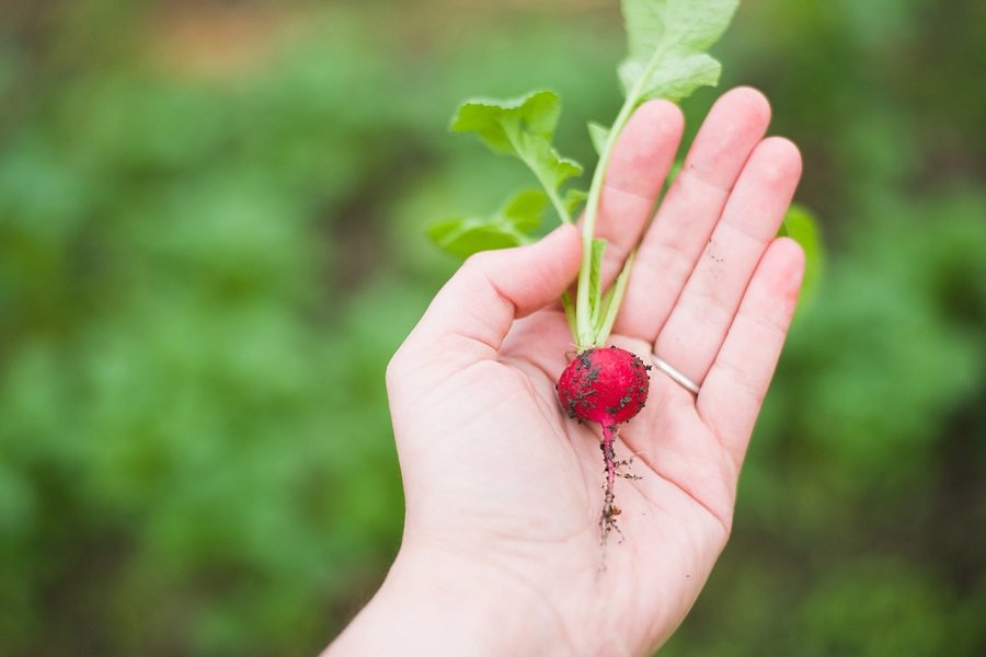 Fall Garden Vegetables to Plant a Small Radish in a Person's Hand