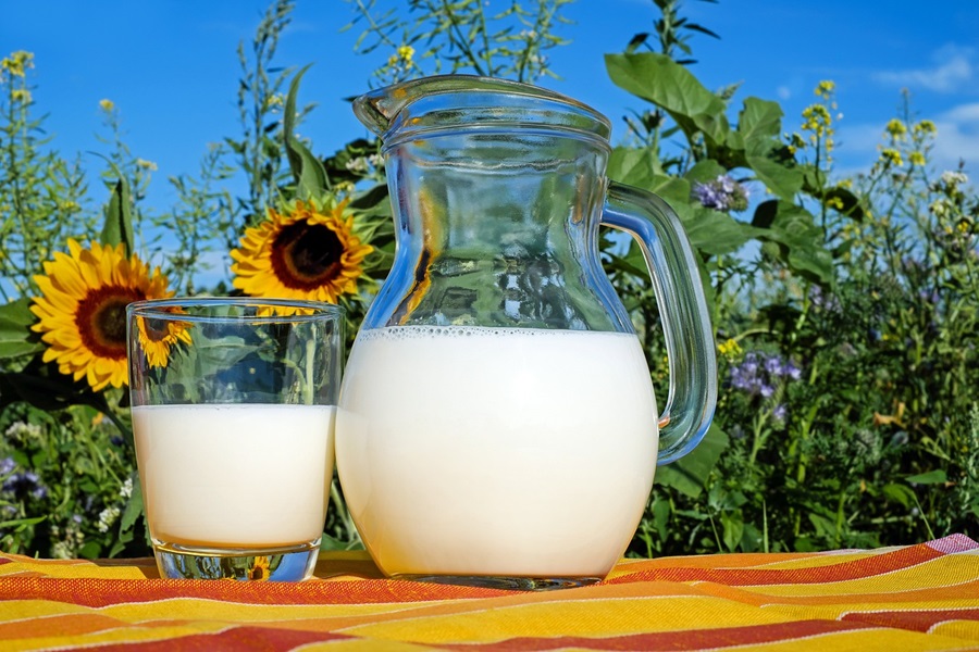 Best Protein Powder for Diabetics a Glass Pitcher of Milk Next to a Glass of Milk with Sunflowers in the Background