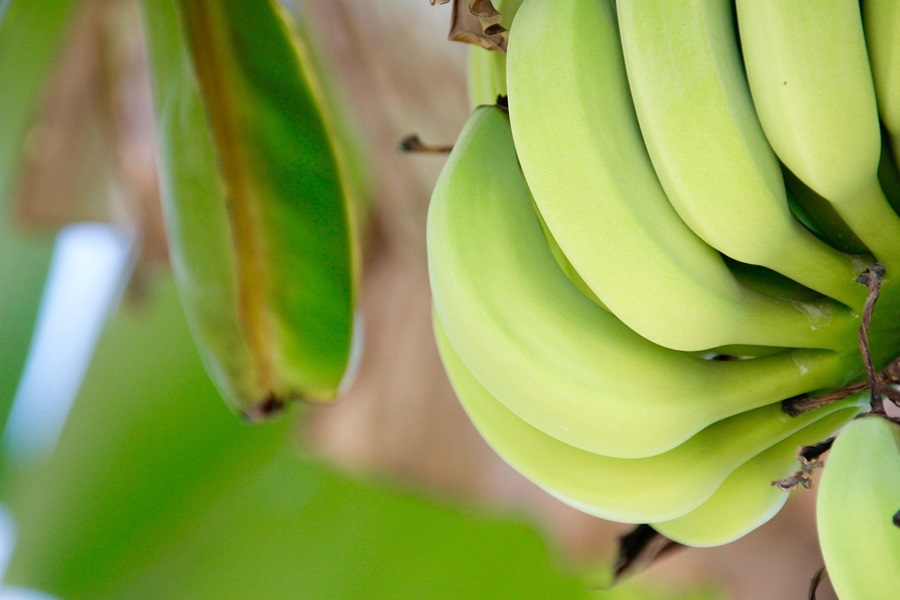 Best Gluten Free Dairy Free Banana Bread Recipes Green Bananas on a Stalk