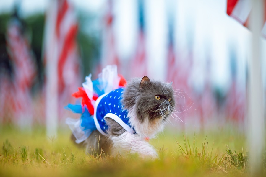 Low Carb Fourth of July Desserts a Cat in a Patriotic Tutu Walking on Grass