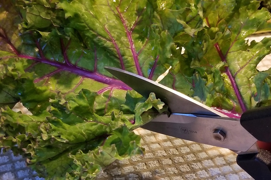 Easy Air Fryer Kale Chips Recipe a Kale Leaf Being Cut with Kitchen Shears 