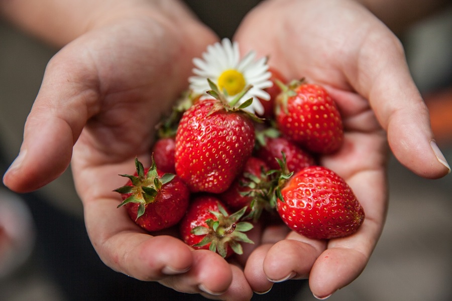 Jillian Michaels 30 Day Shred Meal Plan Close Up of Two Hands Cupped Together Holding Strawberries and a Daisy