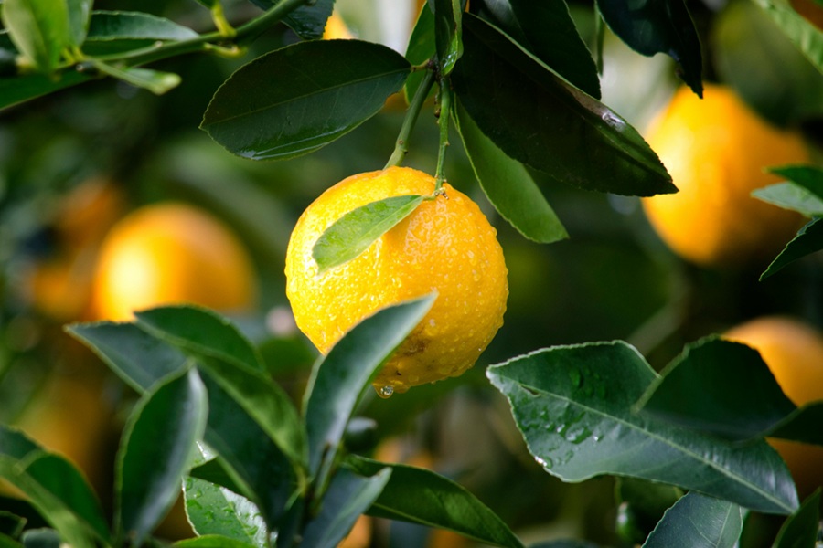 Fat Burning Juice Recipes  Close Up of a Lemon on a Tree