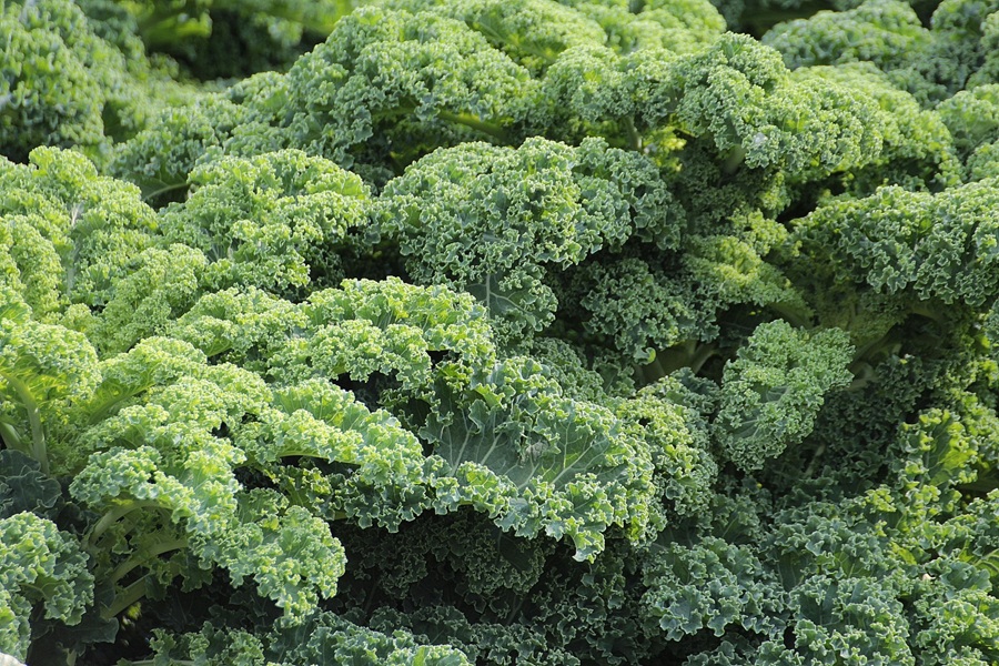 Fat Burning Juice Recipes  Close Up of Kale Bundles