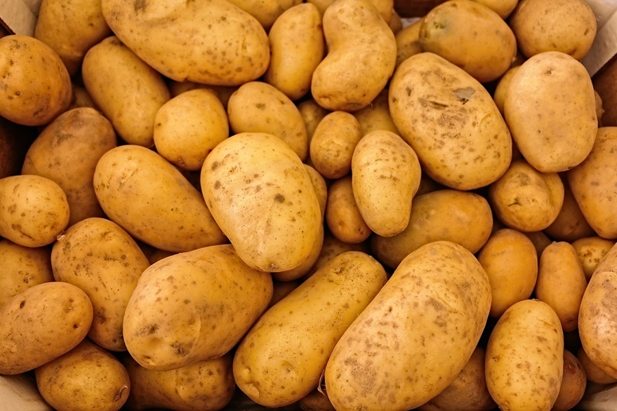 Baked Potatoes in the Oven Close Up of Russet Potatoes in Different Sizes