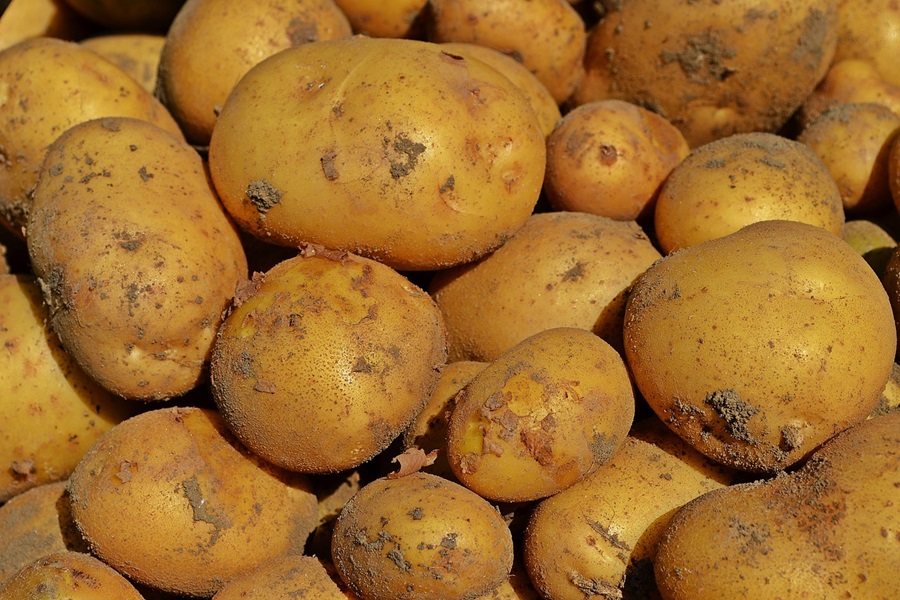 Baked Potatoes in the Oven Close Up of Freshly Picked Potatoes