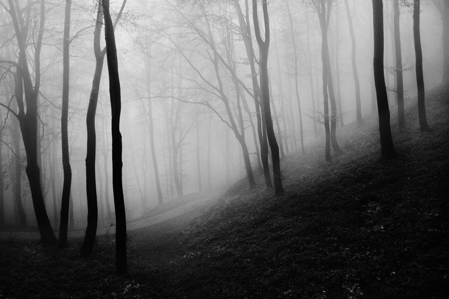 Downloads for your Halloween Playlist a Hill in the Woods Covered in Fog in Black and White